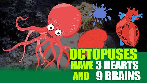 Octopuses Have 3 Hearts and 9 Brains | Fascinating Octopus Facts