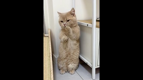 This Is So Cute! 😍 The Sweetest Little Cat Ever
