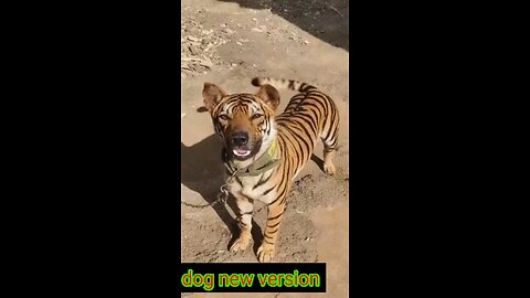 new version dog to tiger dog