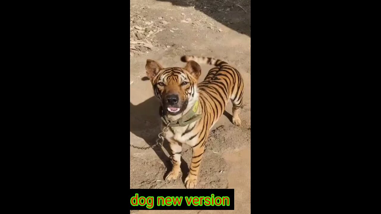 new version dog to tiger dog