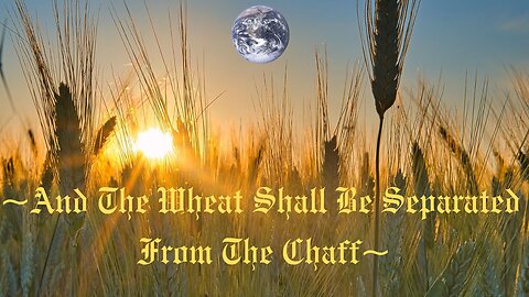 The Harvest - The Wheat Shall Be Separated From The Chaff