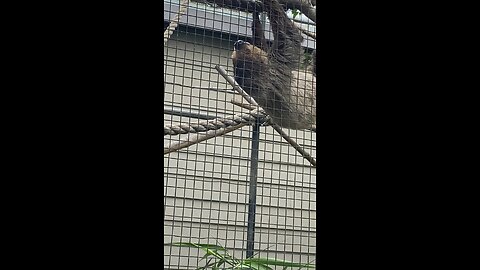 Sloth 🦥 #sloth #followme #trending #viral #shortt #