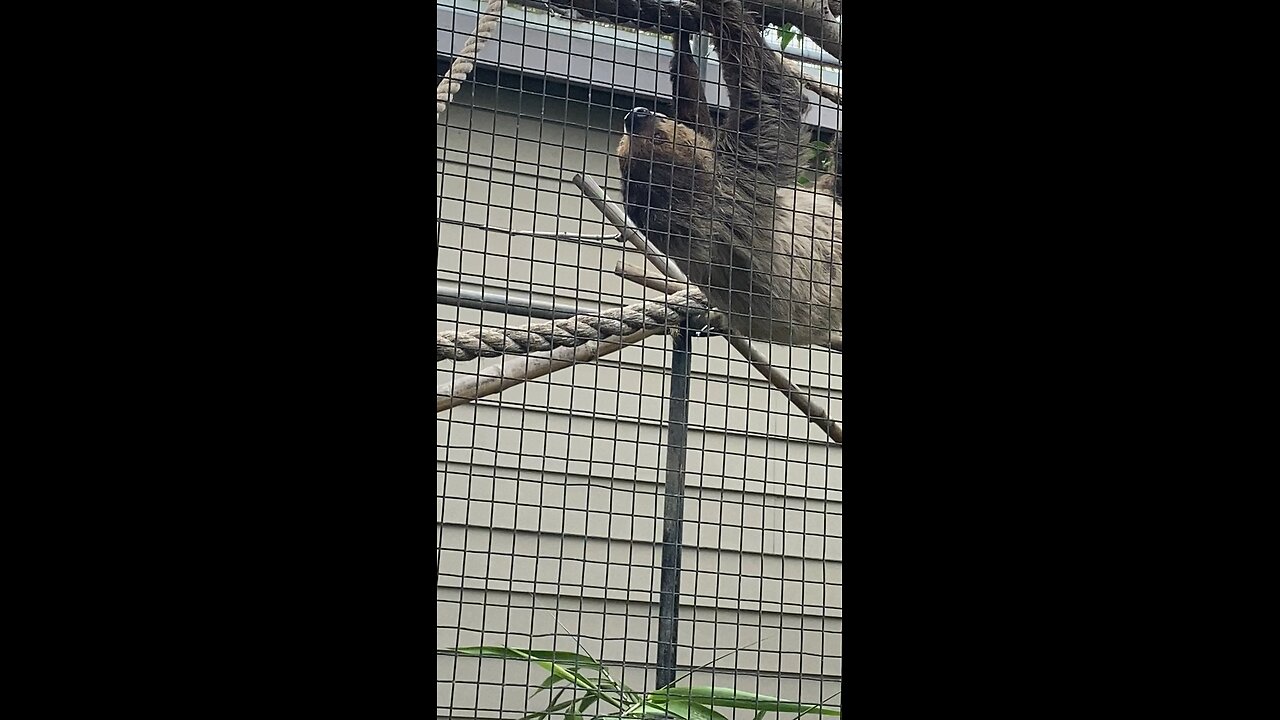 Sloth 🦥 #sloth #followme #trending #viral #shortt #