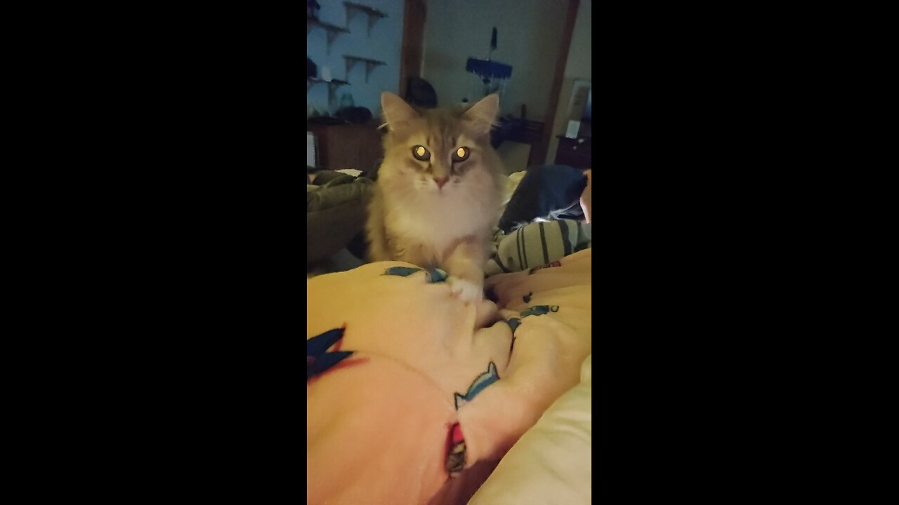 Siberian Cat Massages Pregnant Belly