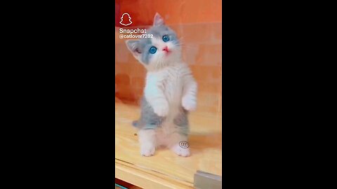 cute cats reaction