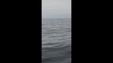 Dolphins Swimming Under Boat