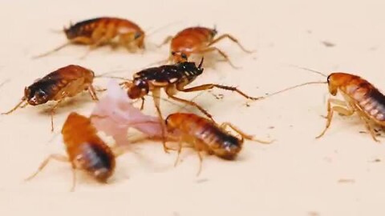 crazy fight between a poisonous scorpion and and cockroaches