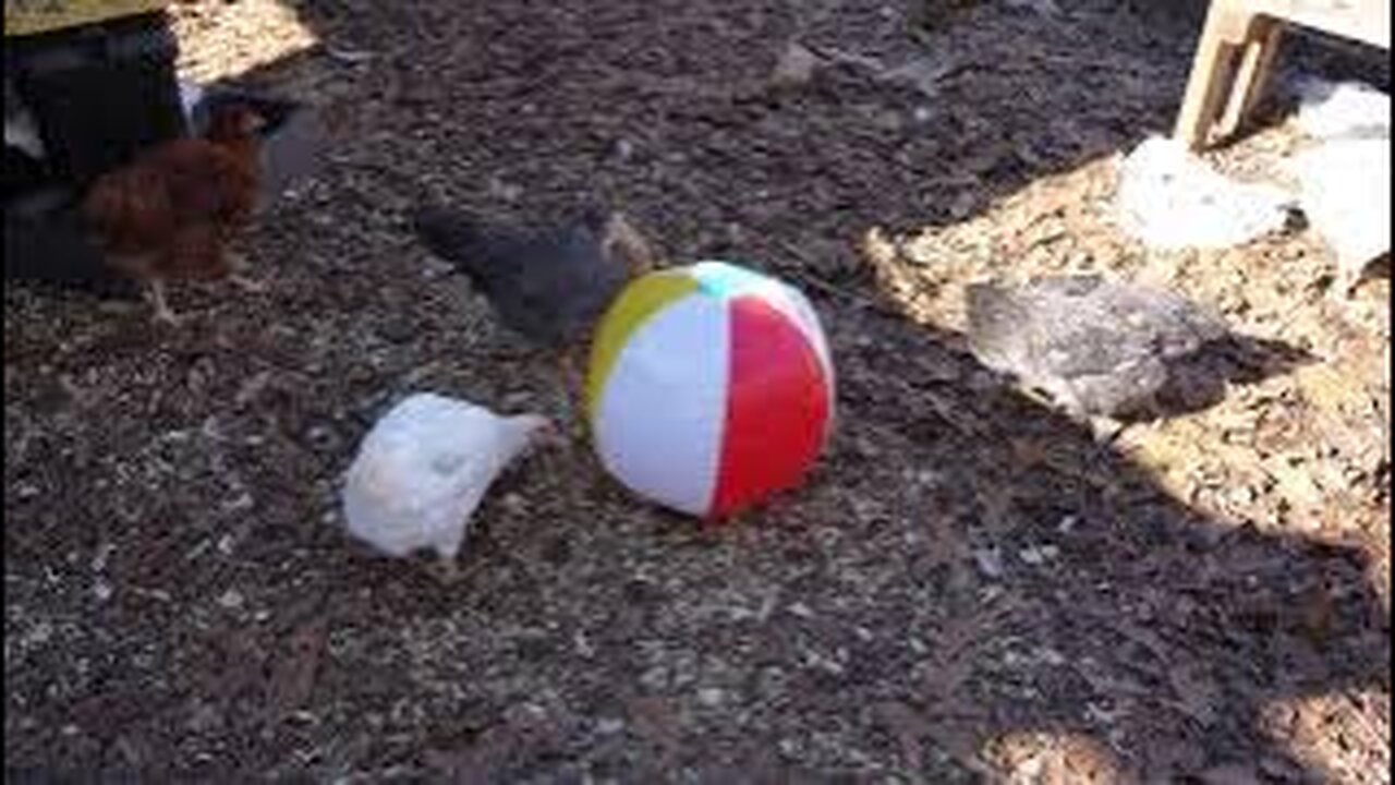 Two age groups of chickens. What is each group's reaction to basic, colorful toy like a beach ball?
