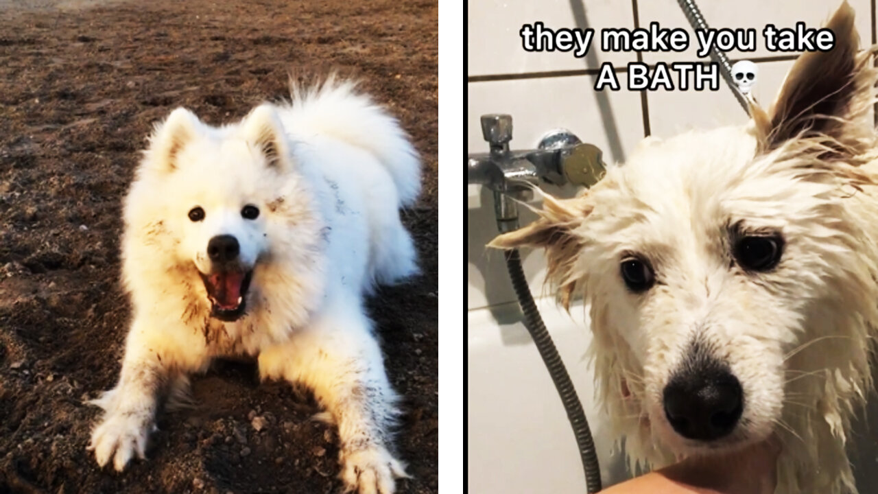 A dog in a bathtub loses his courage