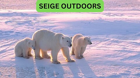 Polar Bear Live Cams!
