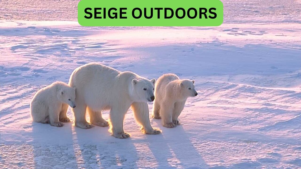 Polar Bear Live Cams!