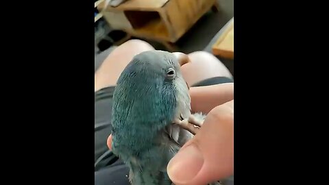 Boba loves Scritches