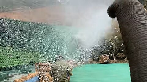 This elephant is very naughty, spraying water on people who are sitting #shorts #uniquefacts