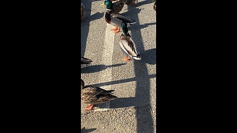 Mallard Ducks 🦆 #mallardducks #shorts #followme #trending