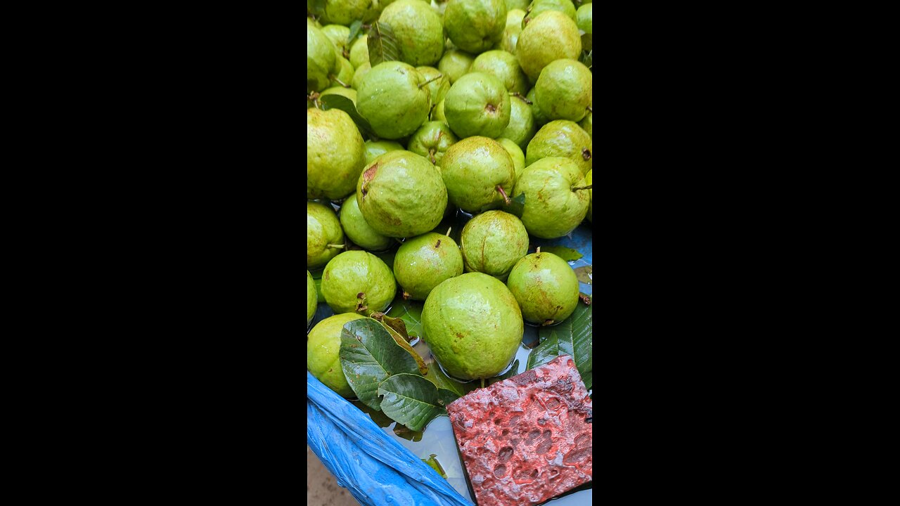 Green Guava Cutting