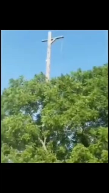 Leave the turtle alone