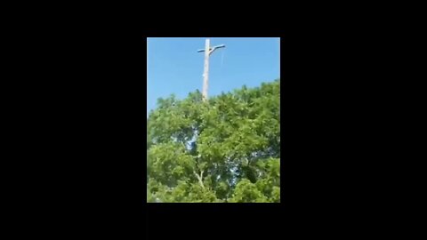 Leave the turtle alone