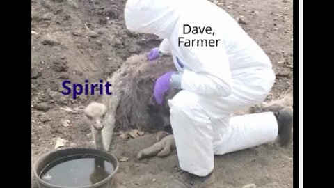 Universal Ostrich Farm Co-owner/Farmer Dave given only 5 minutes by CFIA to visit Spirit