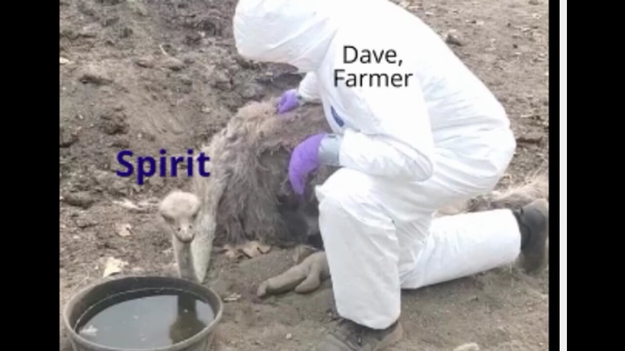 Universal Ostrich Farm Co-owner/Farmer Dave given only 5 minutes by CFIA to visit Spirit