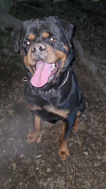 DONEYUNO - XXL RI MOBY DICK