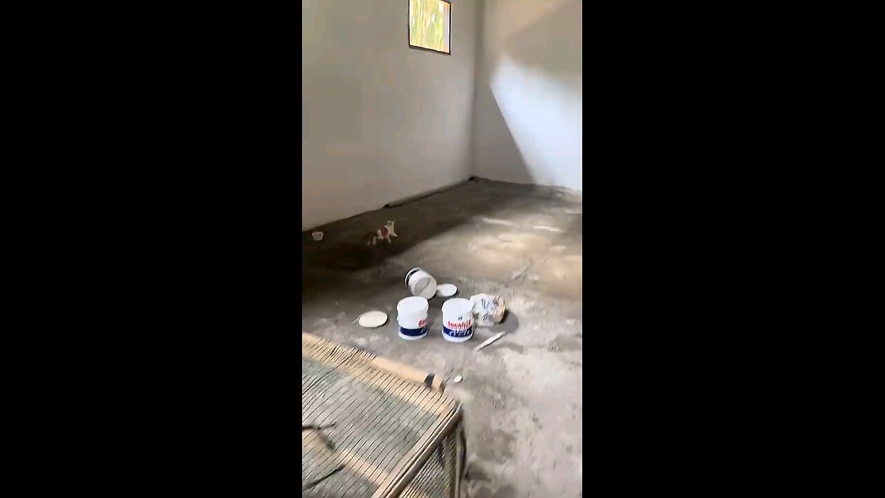 Two Cats 🐱🐱 Chasing One Clever Rat 🐭🤣