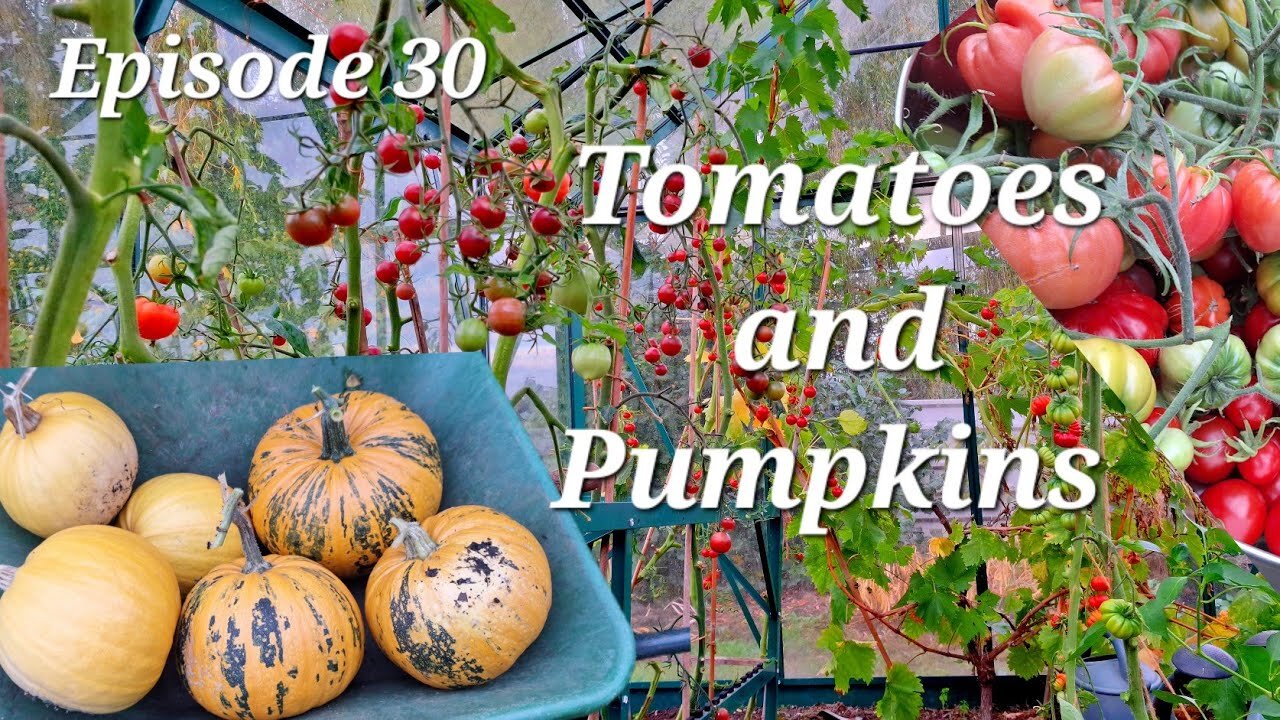 Harvesting Tomatoes and Pumpkins | Autumn Garden Update