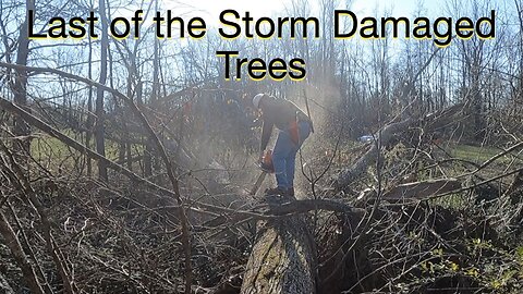 Last of the Storm Damaged Trees