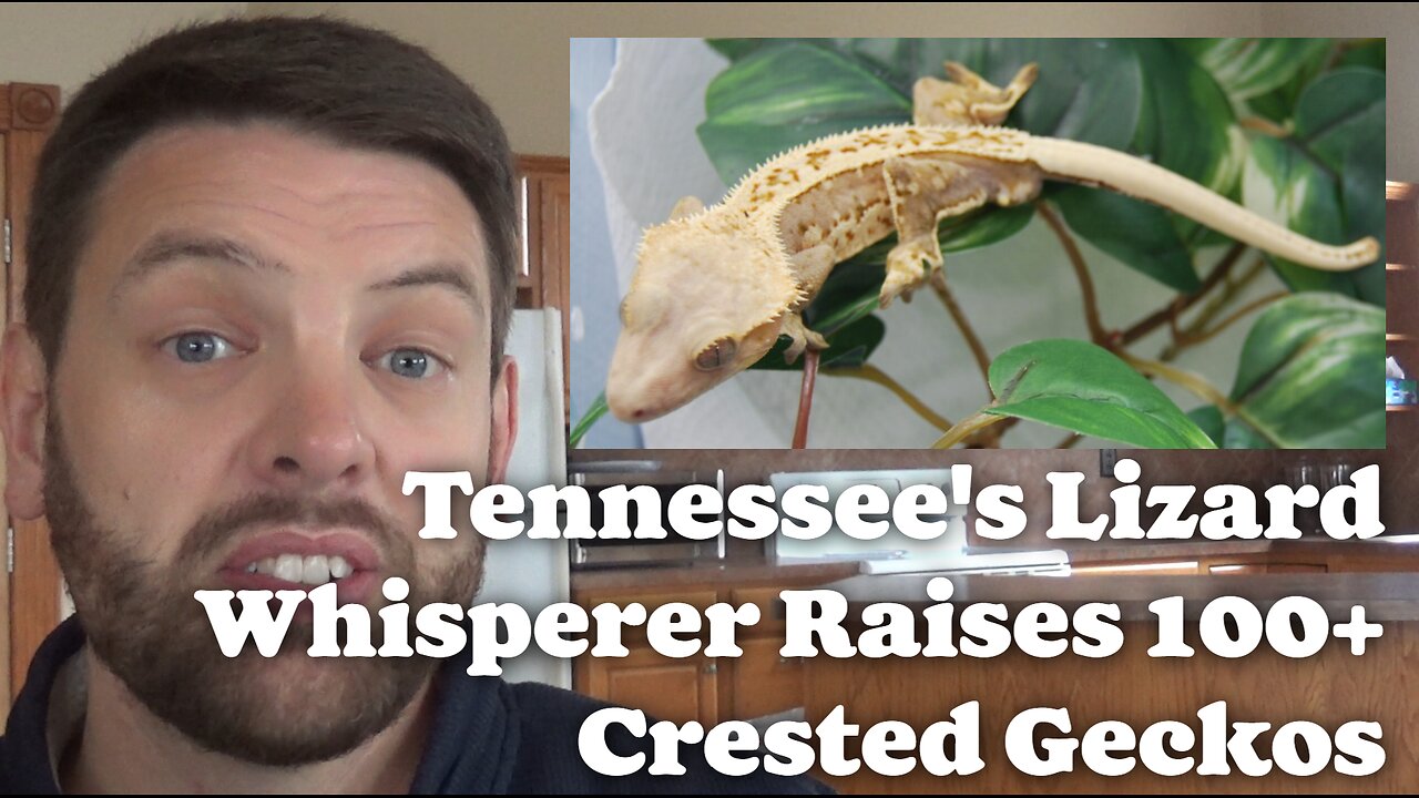 Tennessee's Lizard Whisperer Raises 100+ Crested Geckos