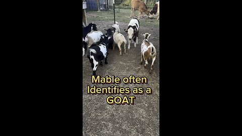 Mable identifies as a goat! #hartlandoaks