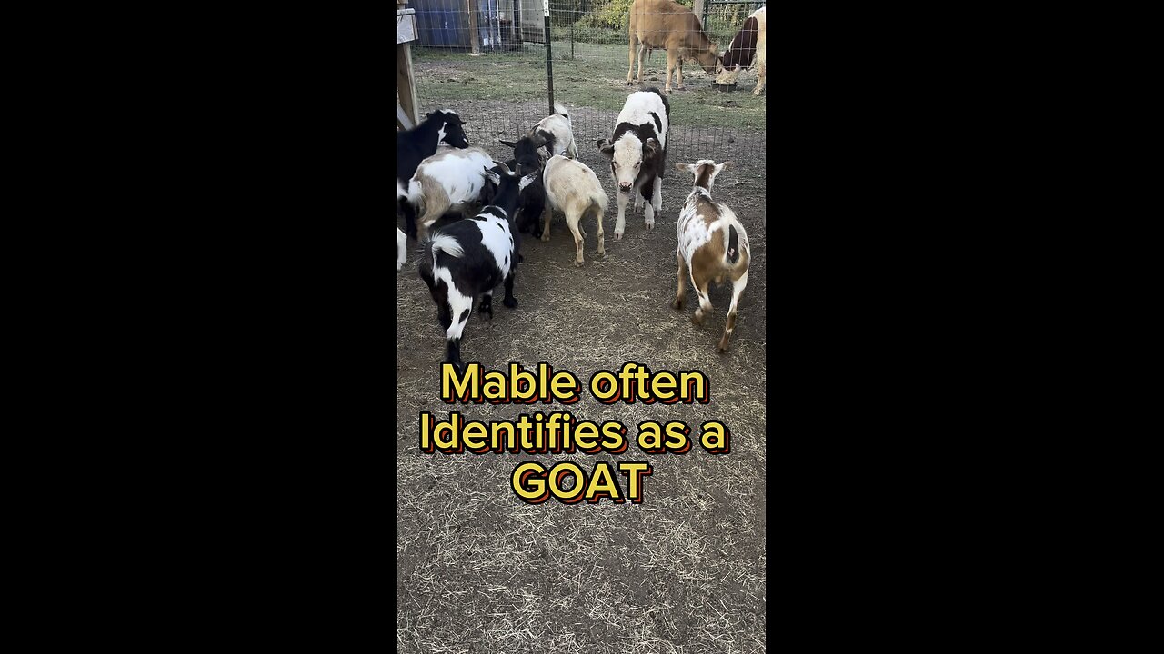 Mable identifies as a goat! #hartlandoaks