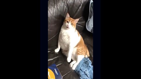 ⸻ 🎬 Title: Funny Talking Cat Surprises Everyone! 😹