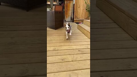 It's all fun and games... #puppy #dog #cute #yankeefree #texasheeler #heeler #shorts #youtuber