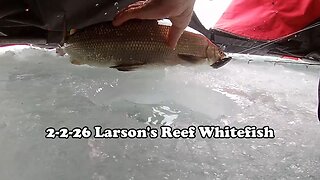 2/2/26 Larson’s Reef Whitefish