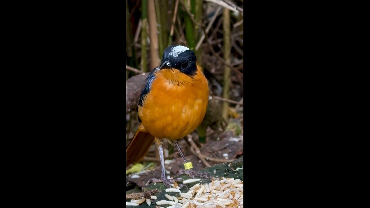Colorful Guests at Breakfast | Peaceful Bird Feeding Moments
