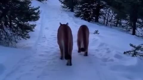 Woe Day 56. I am in the ark. Waiting for GOD to open the Door for a spring/summer Pentecost rapture