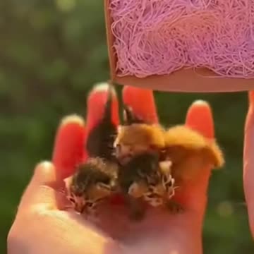 Match Box Sized Kittens