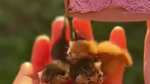 Match Box Sized Kittens