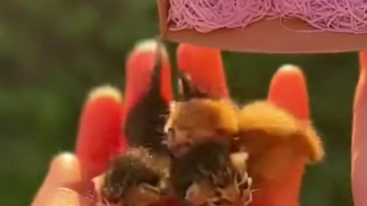 Match Box Sized Kittens