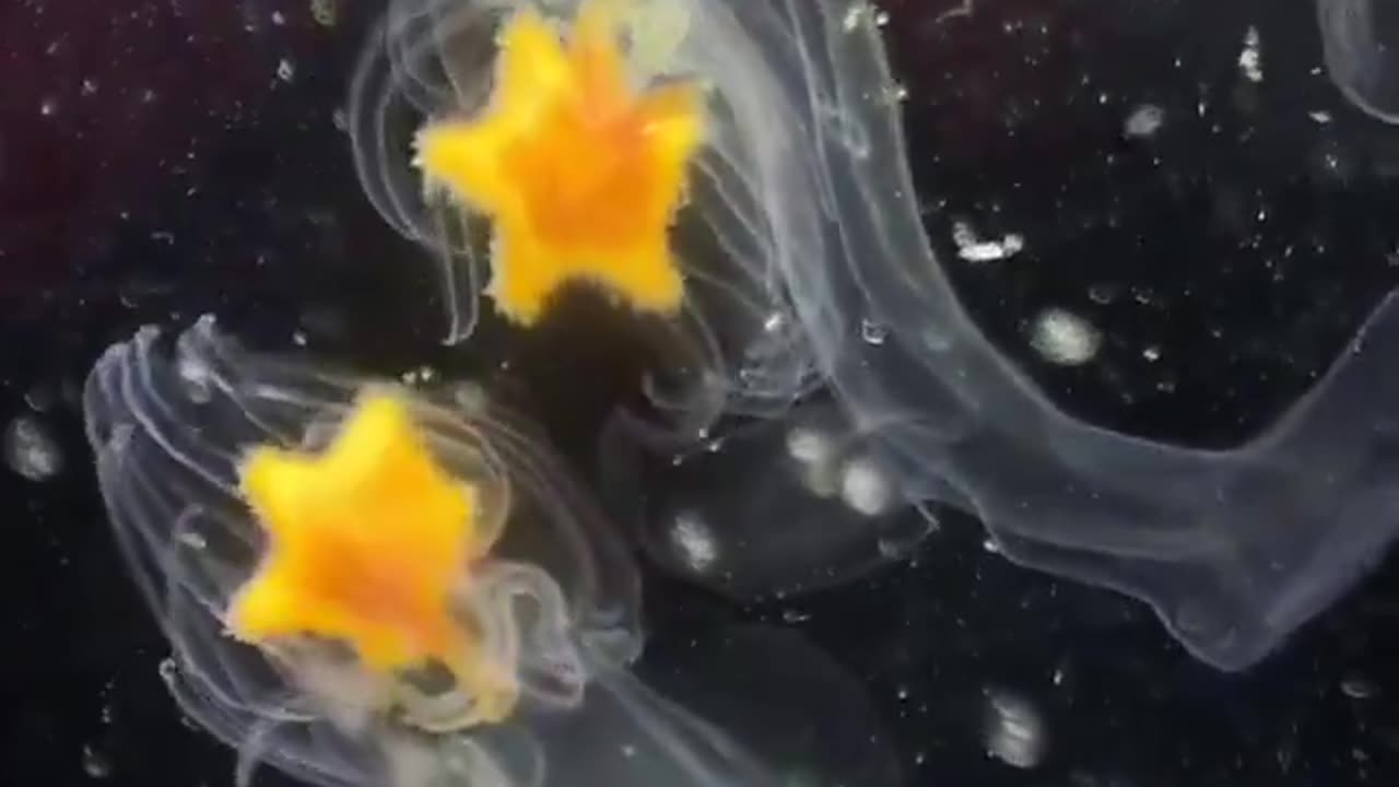 Single Cell Organisms