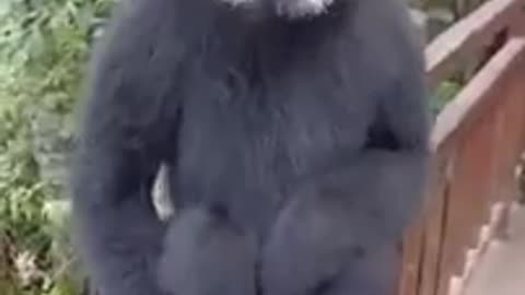 Monkey Funny Sounds Awesome