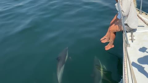 Cape Town Dolphin Pod Follows Boat