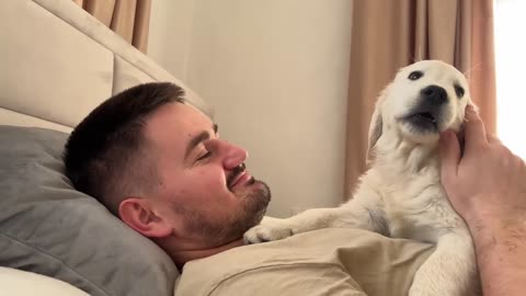 Cute Golden Retriever Puppy Shows Love For Dad