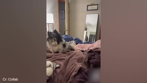 Funniest Dogs and Cats You'll Ever See