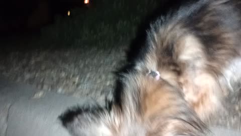 Villanova Chiquis doggie walk Chiquis probably wondered why Rayo got walks but she didn't 202511175