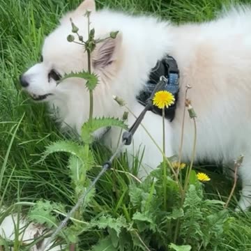 Gastoz - Snupi - Lilica - 02