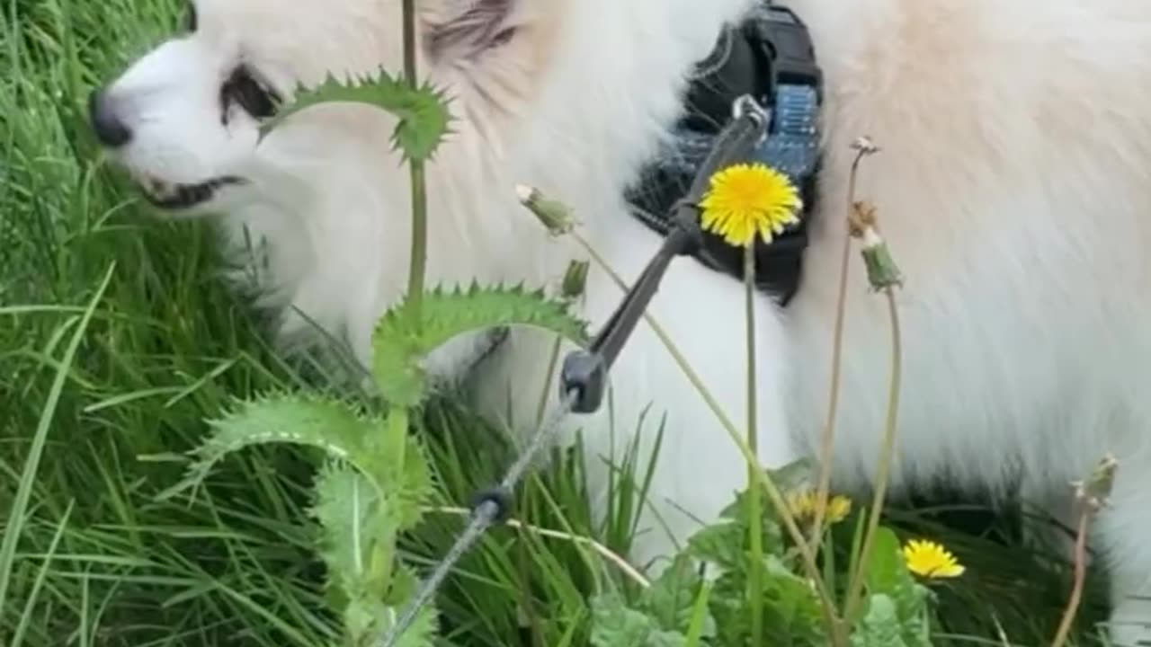 Gastoz - Snupi - Lilica - 02