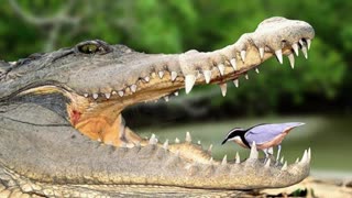 Fr. Hewko, Genesis: Are the 6 Days of Creation Millions of Years? 2/16/25 (NH)