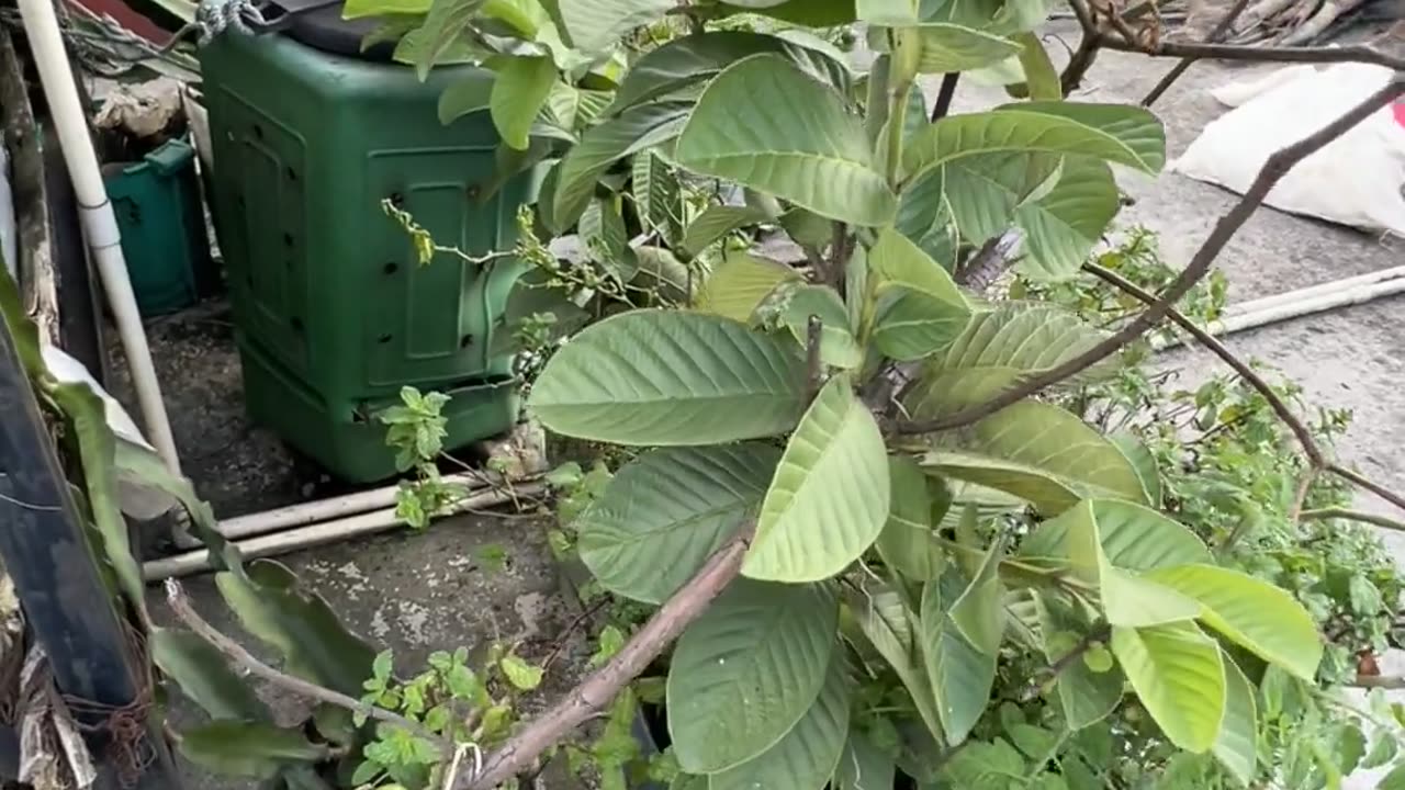 🤯✨ Wait Until You See This Juicy Fruit on a Tiny Tree! | FeedMyCuriosity
