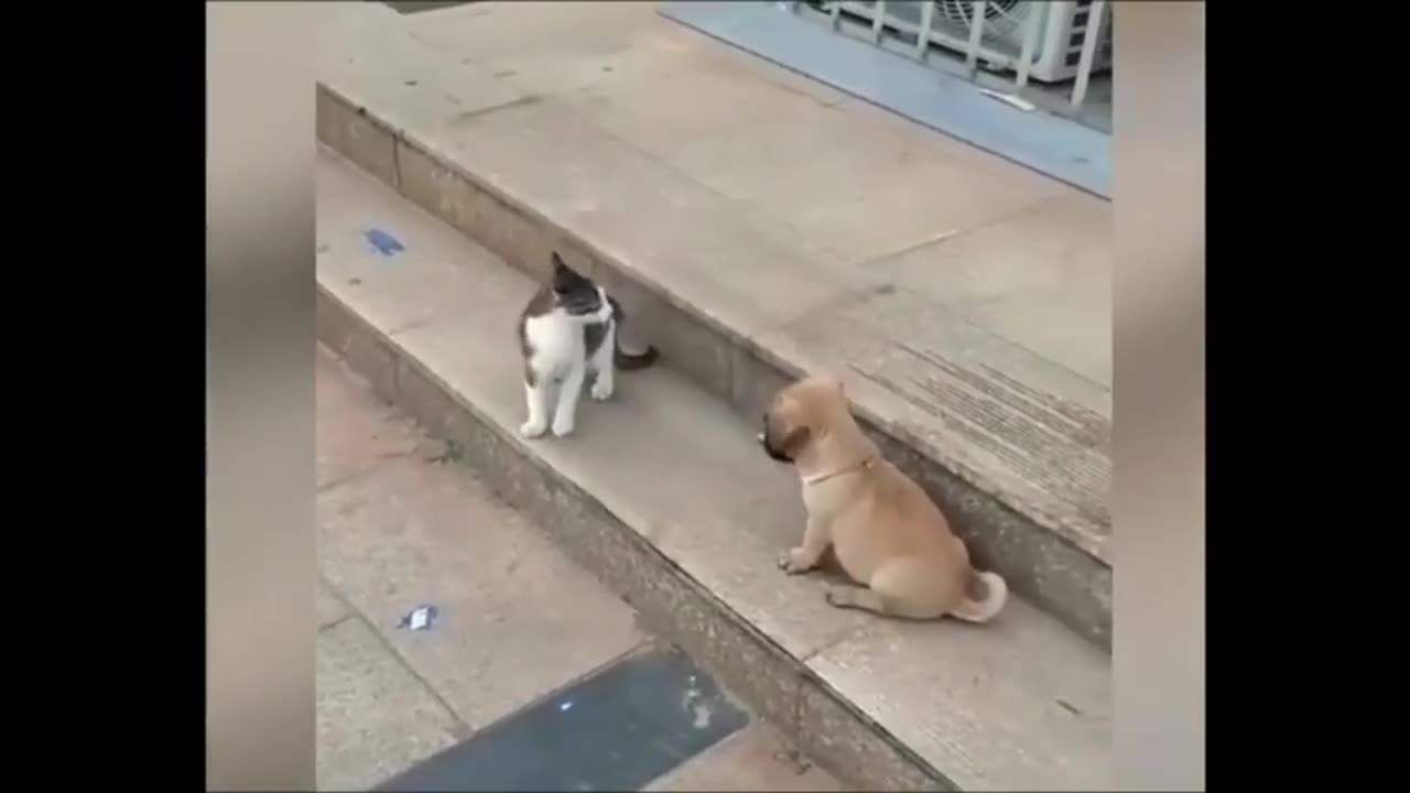 Cat VS Dog Funny Animals Videos #shorts