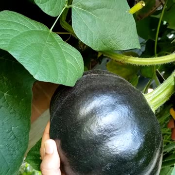 Growing, harvesting and cooking green pumpkin